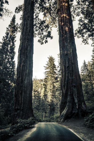A road through the giant sequoia grove
