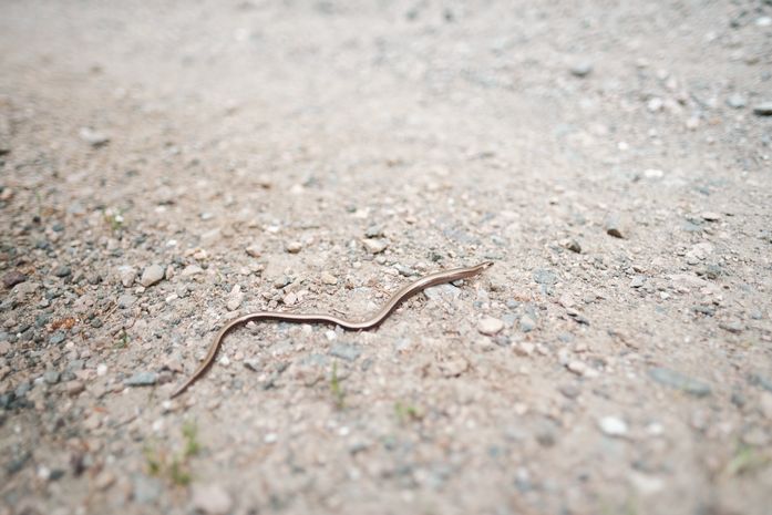A snake slithering on a rocky path
