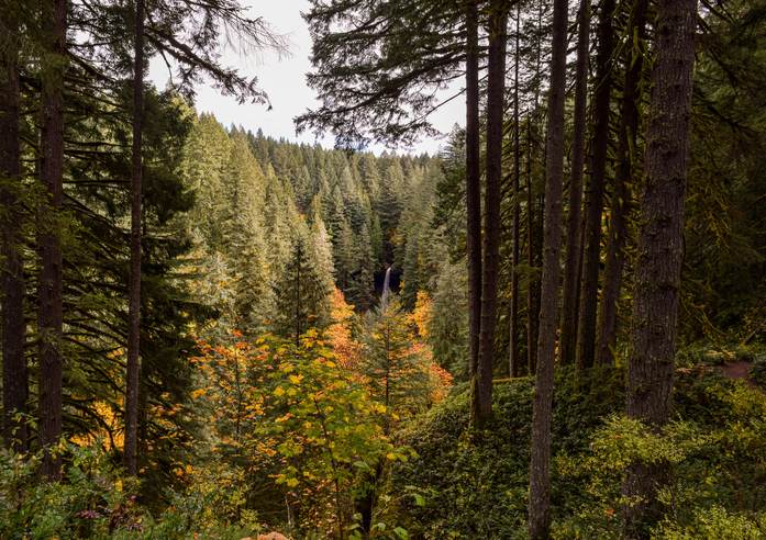 Densely forested trail along the Oregon Coast Trail