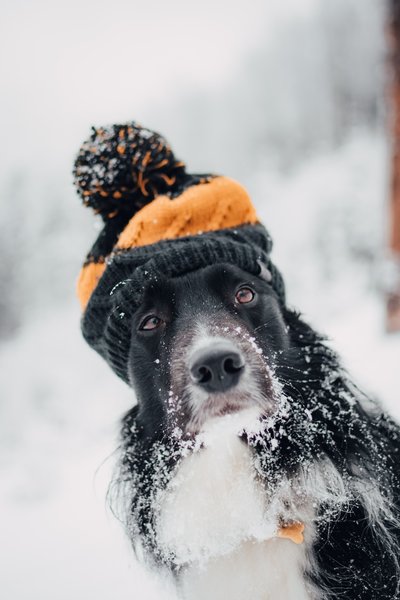 A hiking dog in winter