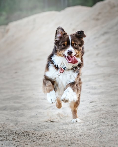 A hiking dog off the leash, on a chase in the wild