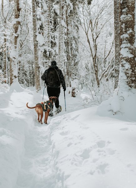 A well-dressed hiking dog in winter