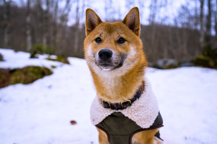 A winterized hiking dog with a beautiful coat and collar