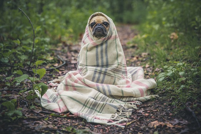 When the hiking dog gets too cold in winter, you snuggle it in a blanket and plan to move to a safe and warm place.
