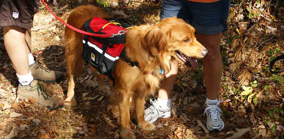 5 Best Dog Backpacks of 2023 for an Adventurous Day Out