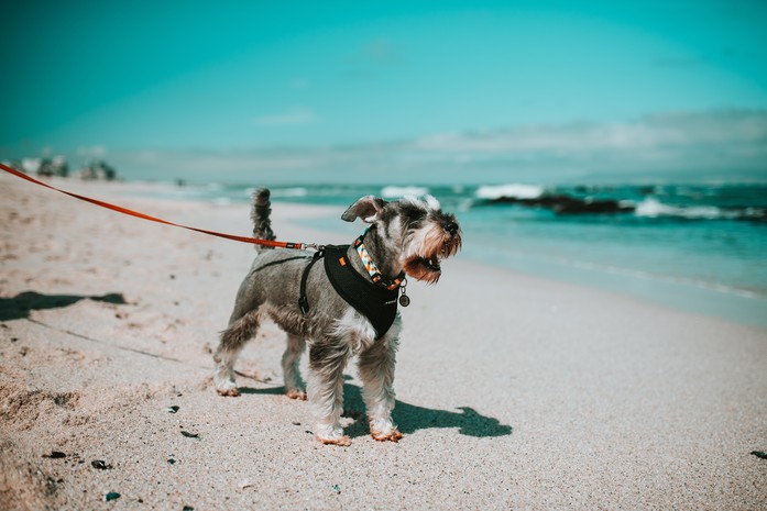 A small dog might not have the stamina to carry luggage in the backpack