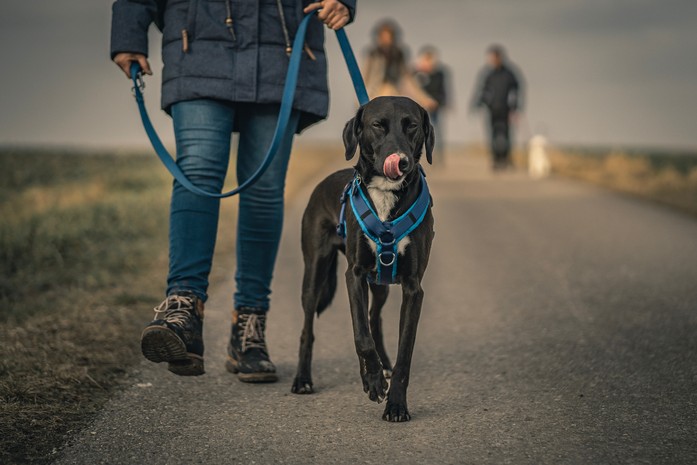 Dog backpacks have a loop for attaching the leash