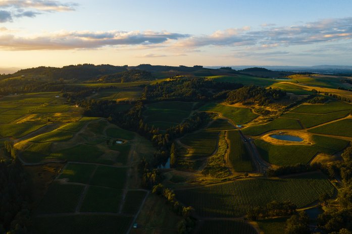 The neat vineyards of Willamette Valley