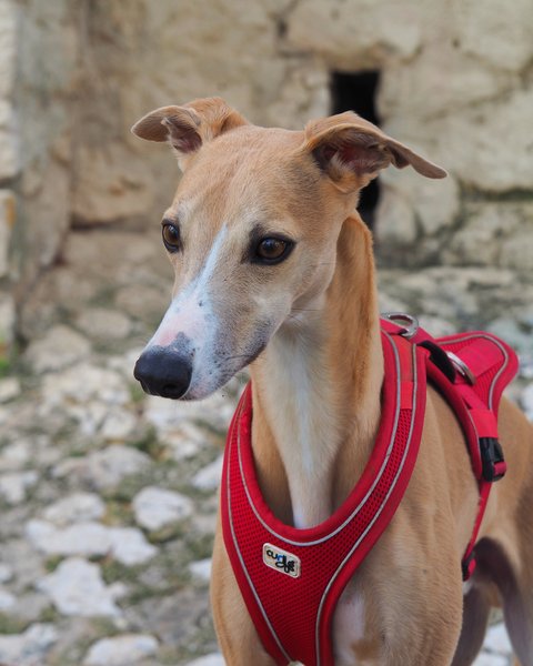 You can get running vests for your pets, especially if they tag on your runs.