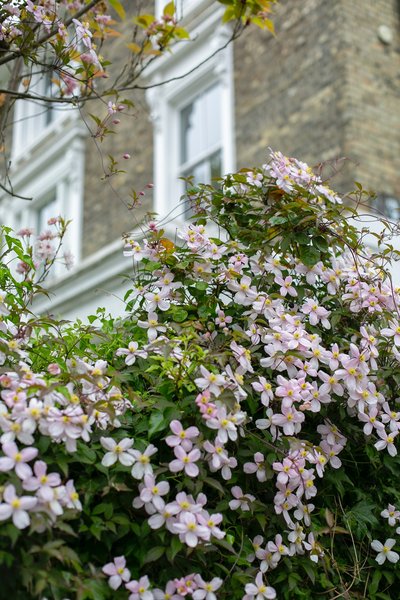 Alpine Clematis climbs and attaches to any nearby firm object