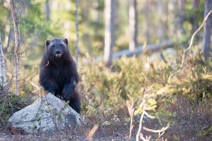 Bears pose the biggest risk to hikers at the Grand Teton National Park