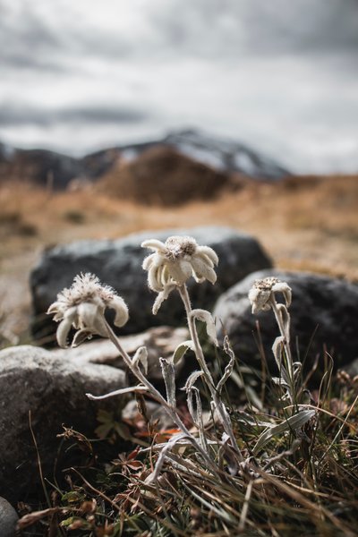 Edelweiss is part of Switzerland’s Alpine Flora