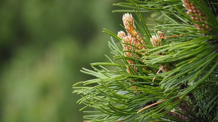 Mountain pine cones and pines