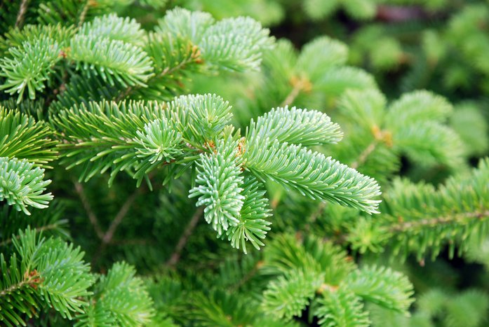 The pines of the Norway Spruce
