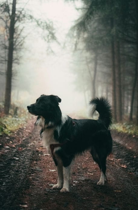 A dog lost in the woods will be spotted faster with the reflective strips on the boots.